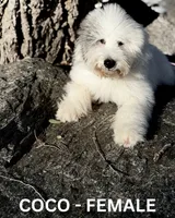 Coco, a female Sheepadoodle for sale in Tehachapi, CA – 3 of 5