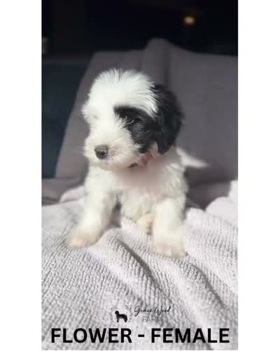Flower, a female Sheepadoodle for sale in Tehachapi, CA – 4 of 4