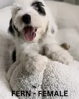 Fern, a female Sheepadoodle for sale in Tehachapi, CA – 3 of 4