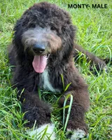 Monty, a male Sheepadoodle for sale in Tehachapi, CA – 1 of 10