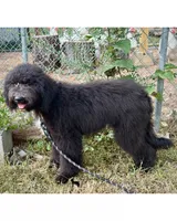 Leoville, a male Sheepadoodle for sale in Tehachapi, CA – 5 of 6