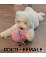 Coco, a female Sheepadoodle for sale in Tehachapi, CA – 2 of 5