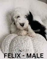 Felix, a male Sheepadoodle for sale in Tehachapi, CA – 3 of 4