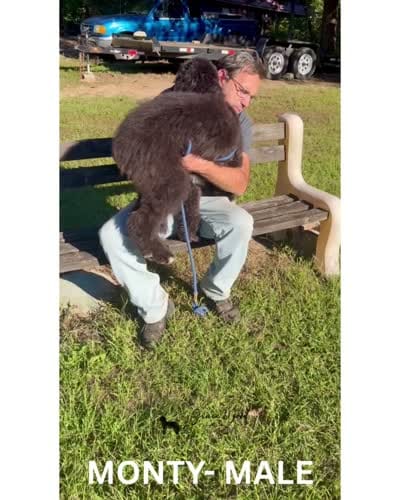 Monty, a male Sheepadoodle for sale in Tehachapi, CA – 10 of 10