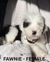 Fawnie, a female Sheepadoodle for sale in Tehachapi, CA – 3 of 4