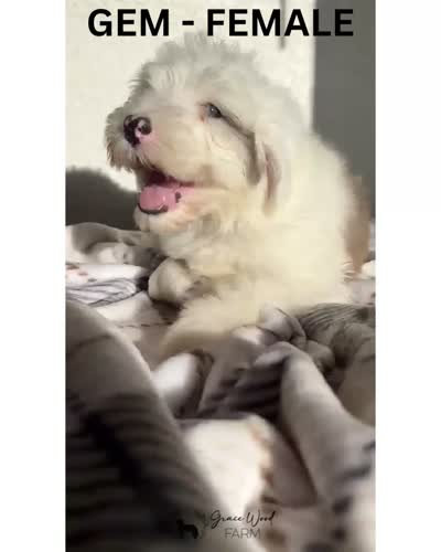 Gem, a female Sheepadoodle for sale in Tehachapi, CA – 7 of 7