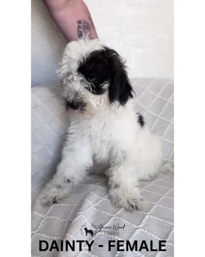 Dainty, a female Sheepadoodle for sale in Tehachapi, CA – 3 of 4