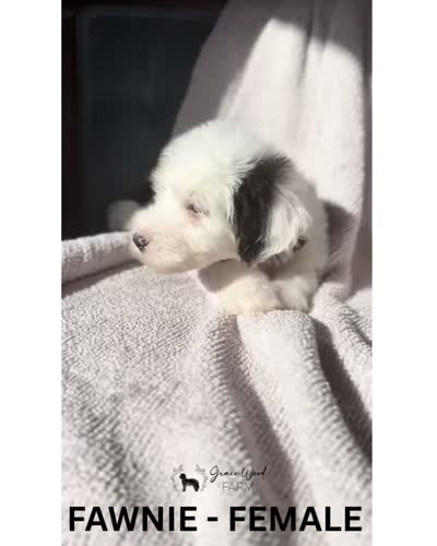 Fawnie, a female Sheepadoodle for sale in Tehachapi, CA – 4 of 4
