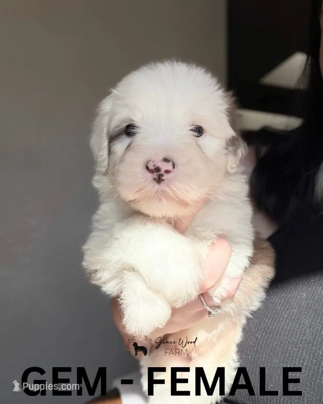 Gem, a female Sheepadoodle for sale in Tehachapi, CA – 1 of 7