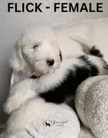 Flick, a female Sheepadoodle for sale in Tehachapi, CA – 1 of 3