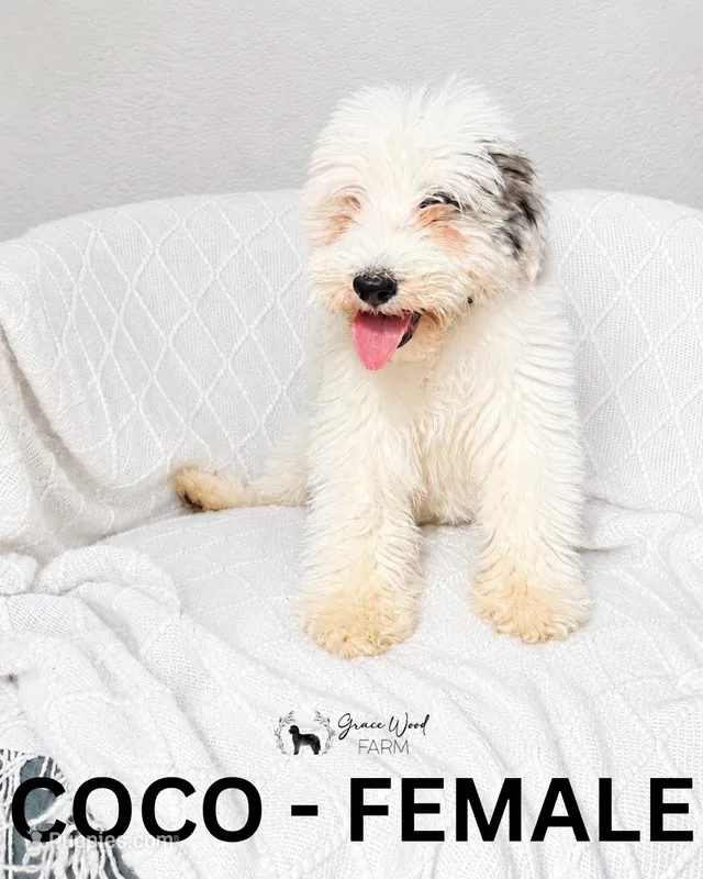 Coco, a female Sheepadoodle for sale in Tehachapi, CA – 1 of 5