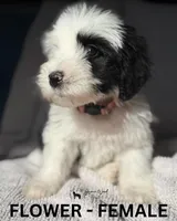 Flower, a female Sheepadoodle for sale in Tehachapi, CA – 2 of 4