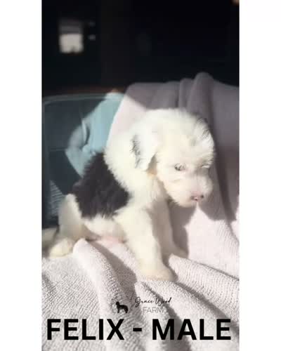 Felix, a male Sheepadoodle for sale in Tehachapi, CA – 4 of 4