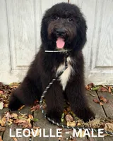 Leoville, a male Sheepadoodle for sale in Tehachapi, CA – 6 of 6