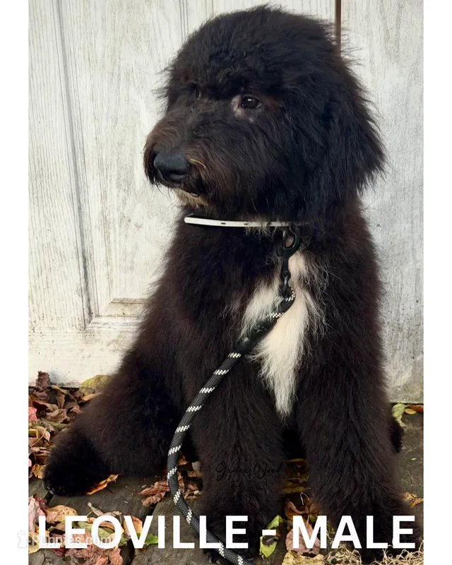 Leoville, a male Sheepadoodle for sale in Tehachapi, CA – 1 of 6