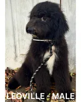 Leoville, a male Sheepadoodle for sale in Tehachapi, CA – 1 of 6