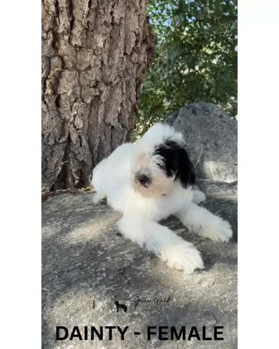 Dainty, a female Sheepadoodle for sale in Tehachapi, CA – 4 of 4