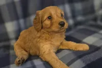 Kelly, a female Miniature Goldendoodle for sale in Bidwell, OH – 2 of 2