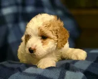Jessi, a female Miniature Goldendoodle for sale in Bidwell, OH – 2 of 3