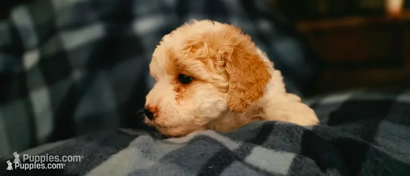 Jessi – Miniature Goldendoodle puppy for sale in Bidwell, OH