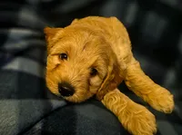 Slater, a male Miniature Goldendoodle for sale in Bidwell, OH – 3 of 3