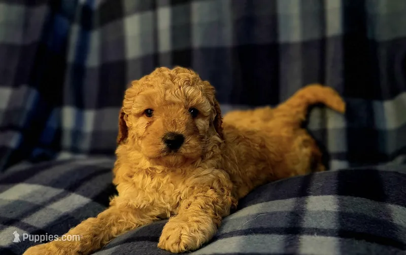 Lisa – Miniature Goldendoodle puppy for sale in Bidwell, OH