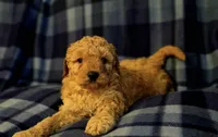 Lisa, a female Miniature Goldendoodle for sale in Bidwell, OH – 1 of 2