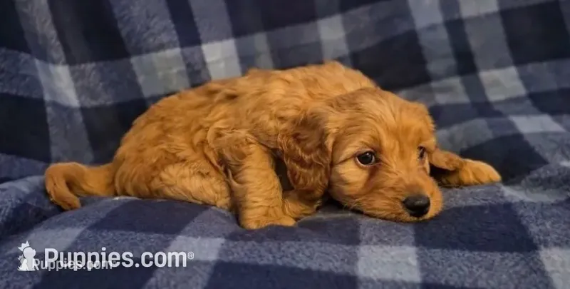 Kelly – Miniature Goldendoodle puppy for sale in Bidwell, OH