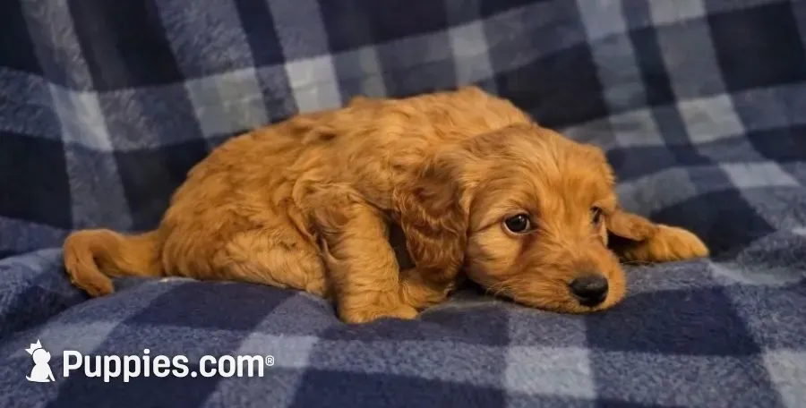 Kelly, a female Miniature Goldendoodle for sale in Bidwell, OH – 1 of 2