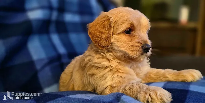 Zach – Miniature Goldendoodle puppy for sale in Bidwell, OH