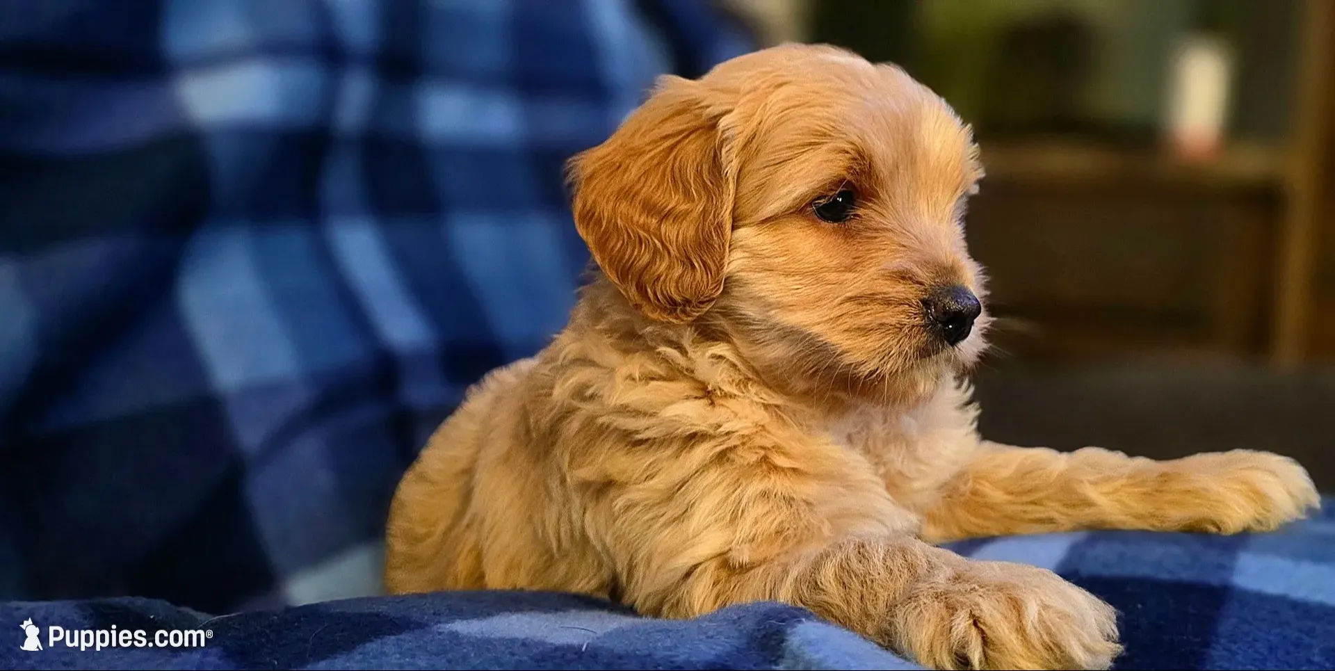 Zach, a male Miniature Goldendoodle for sale in Bidwell, OH – 1 of 2