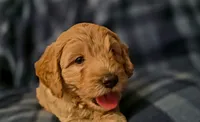 Slater, a male Miniature Goldendoodle for sale in Bidwell, OH – 2 of 3