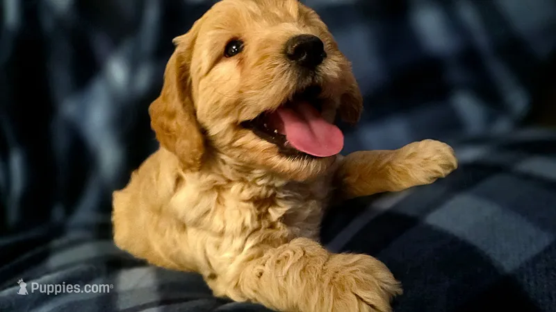 Slater – Miniature Goldendoodle puppy for sale in Bidwell, OH