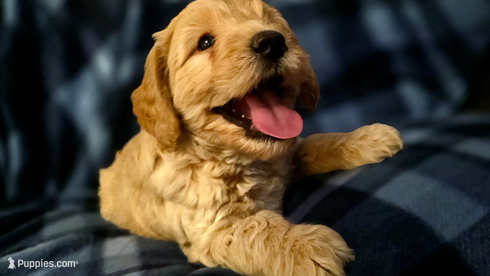 Slater, a male Miniature Goldendoodle for sale in Bidwell, OH – 1 of 3