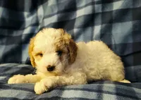 Jessi, a female Miniature Goldendoodle for sale in Bidwell, OH – 3 of 3