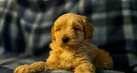 Zach, a male Miniature Goldendoodle for sale in Bidwell, OH – 2 of 2