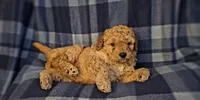 Lisa, a female Miniature Goldendoodle for sale in Bidwell, OH – 2 of 2