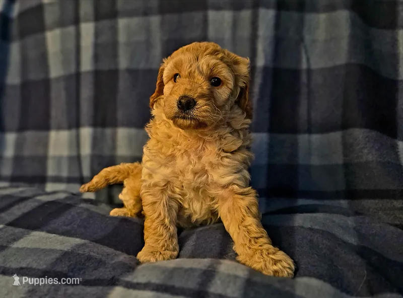Screech – Miniature Goldendoodle puppy for sale in Bidwell, OH