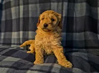 Screech, a female Miniature Goldendoodle for sale in Bidwell, OH – 1 of 1