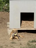 Shyloh, a female Golden Retriever and Labrador Retriever for sale in Phippsburg, ME – Photo 2 of 2