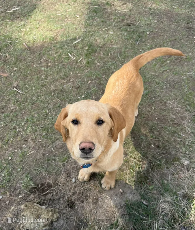 Shyloh – Golden Retriever, Labrador Retriever puppy for sale in Phippsburg, ME