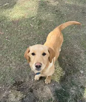 Shyloh, a female Golden Retriever and Labrador Retriever for sale in Phippsburg, ME – Photo 1 of 2
