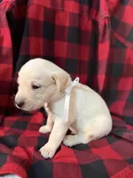 Teddy, a male Labrador Retriever for sale in Hicksville, OH – Photo 2 of 2