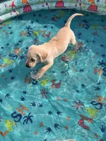 Teddy, a male Labrador Retriever for sale in Hicksville, OH – Photo 2 of 5