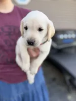Teddy, a male Labrador Retriever for sale in Hicksville, OH – Photo 1 of 3