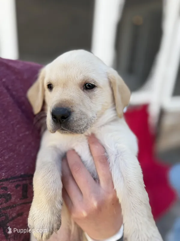Teddy – Labrador Retriever puppy for sale in Hicksville, OH
