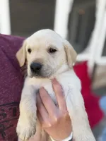 Teddy, a male Labrador Retriever for sale in Hicksville, OH – Photo 3 of 3