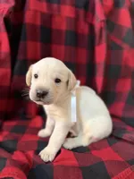 Teddy, a male Labrador Retriever for sale in Hicksville, OH – Photo 1 of 2
