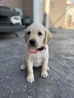 Lily, a female Labrador Retriever for sale in Hicksville, OH – Photo 3 of 4