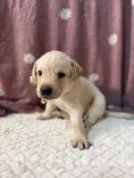 Lily, a female Labrador Retriever for sale in Hicksville, OH – Photo 2 of 2